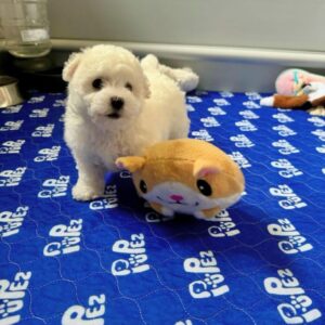Alternative view of Daisy