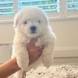 Milo