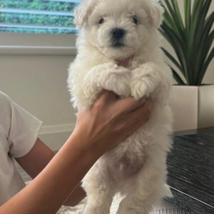 Alternative view of Milo