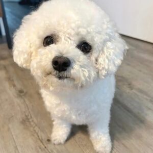 Lulu