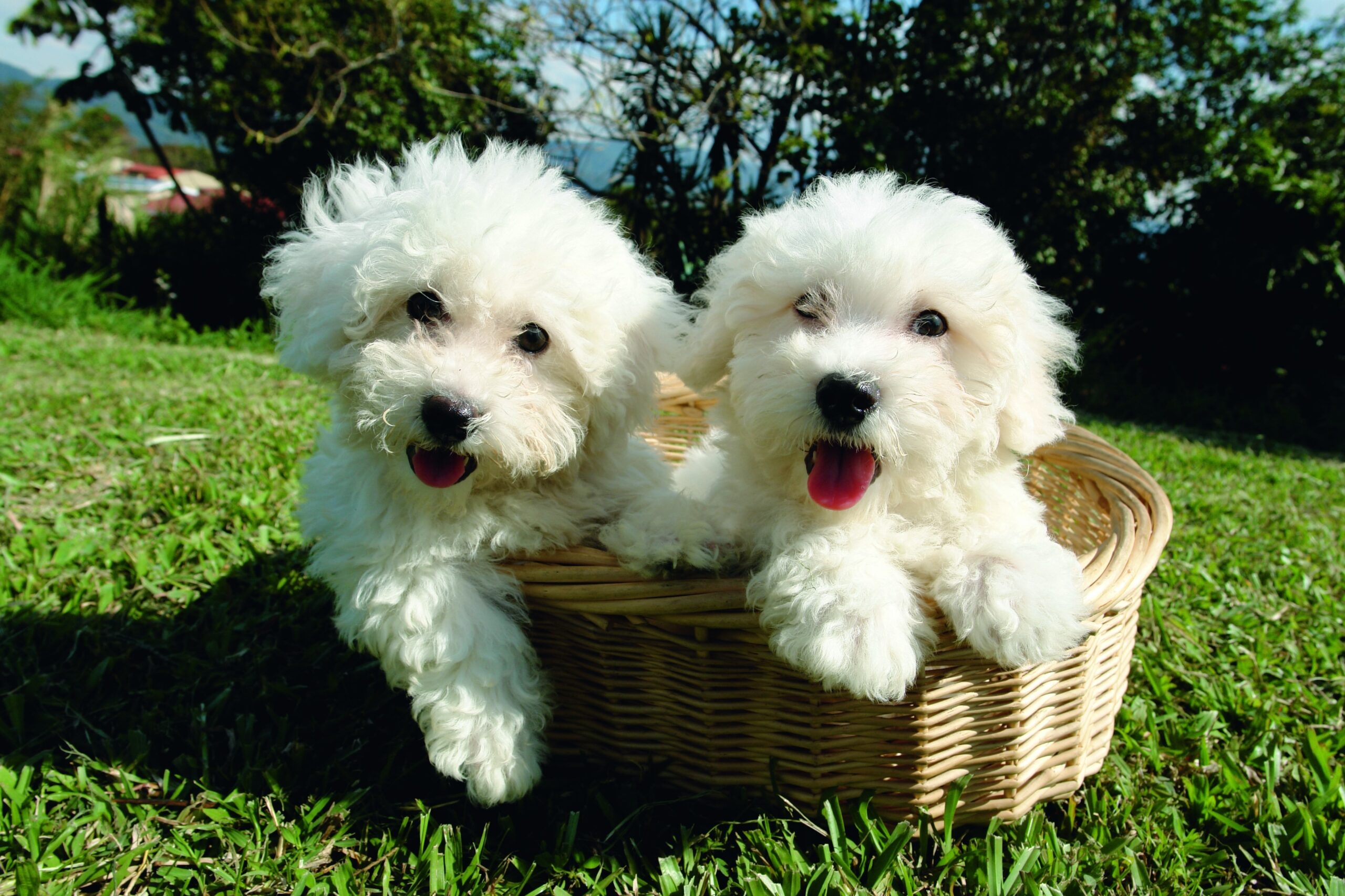 Two Bichon Frise Puppies in a Basket